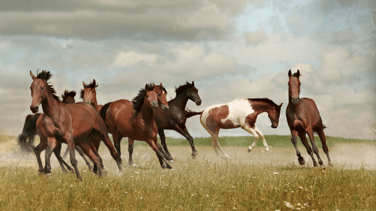 Horsehoes and Happenstance - The Horsemens Superstition - Swaine Group Ltd